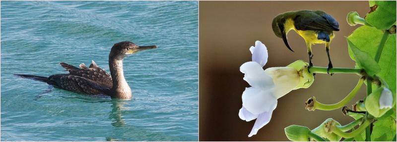 Eurasian Cormorant United Kingdom Olive-backed Sunbird Indonesia