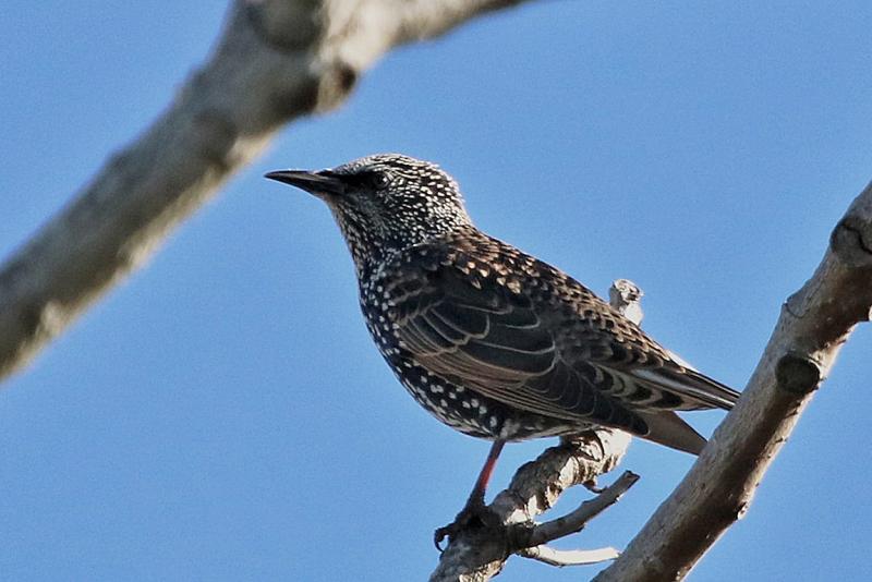 Common Starling South Africa