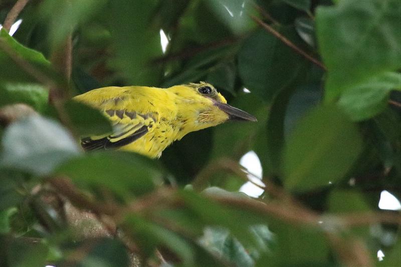 Black-naped Oriole (juvenile)