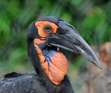 Southern Ground Hornbill (female)