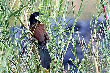 Burchall's Coucal Kruger South Africa