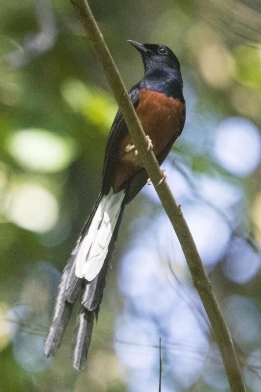White-rumped shama