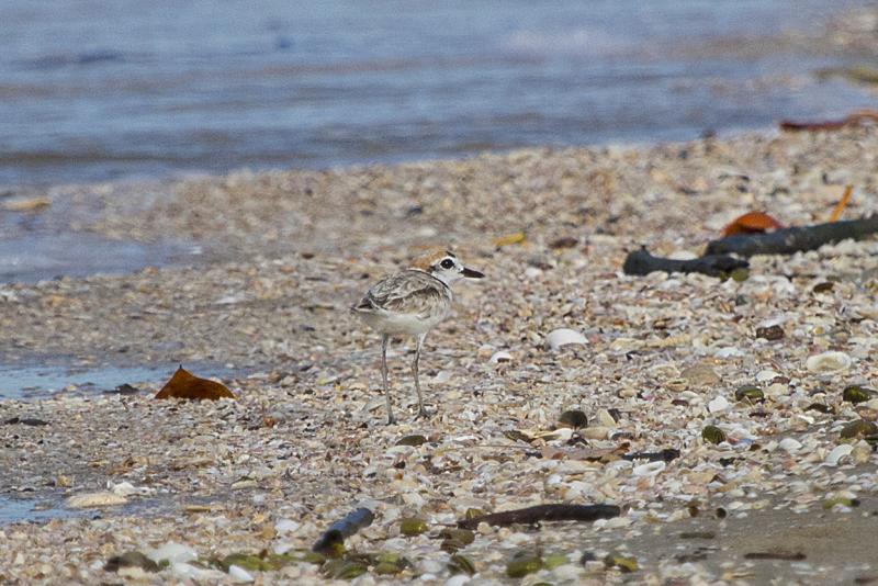 Malaysian plover Thailand