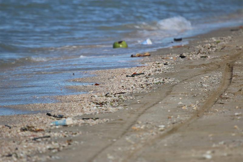 Malaysian plover Thailand