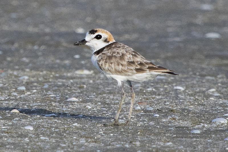 Malaysian Plover Thailand