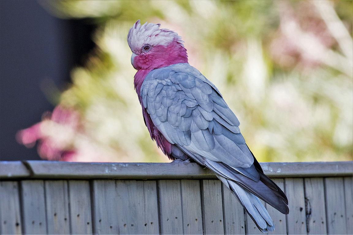 Galah6-