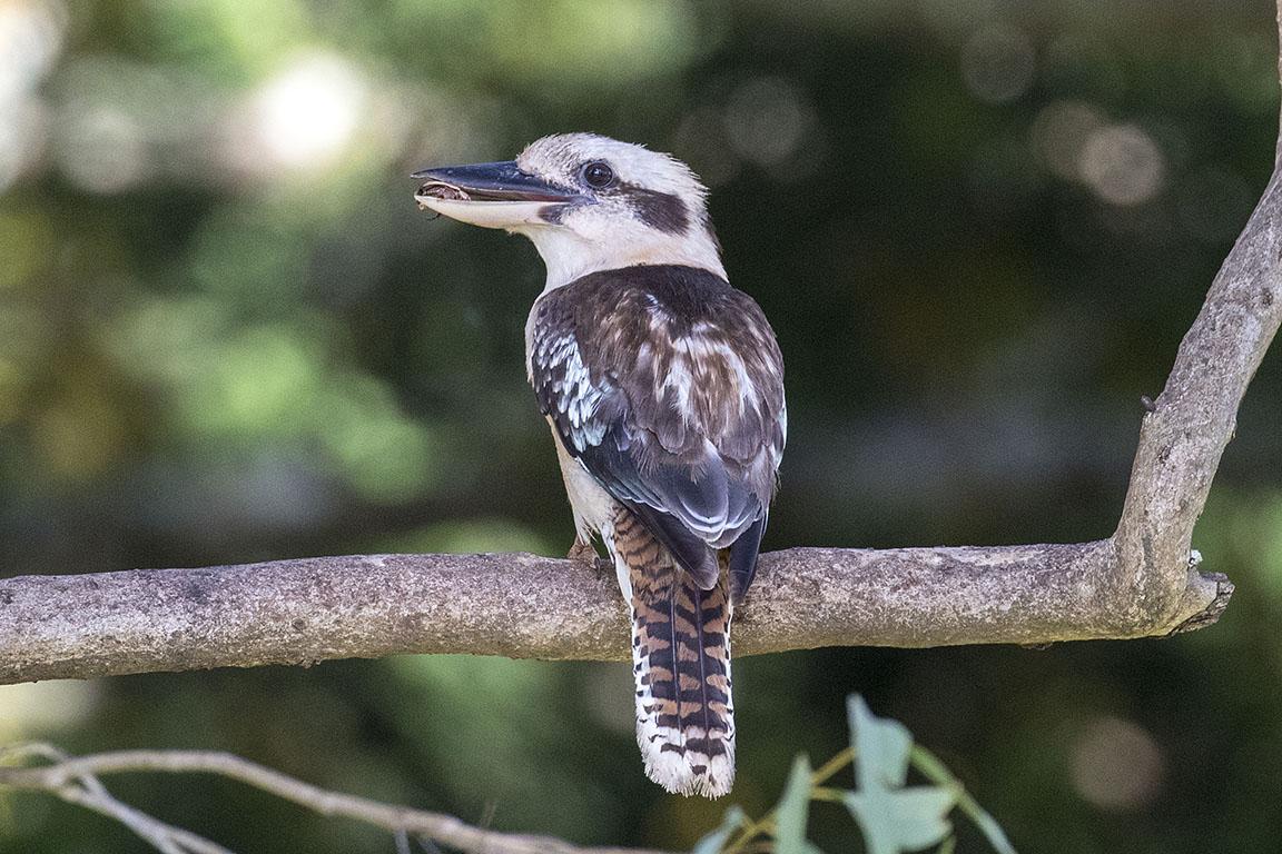 Laughing Kookaburra