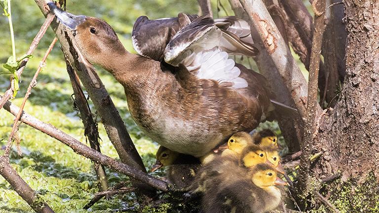 Rosy-billed Pochard