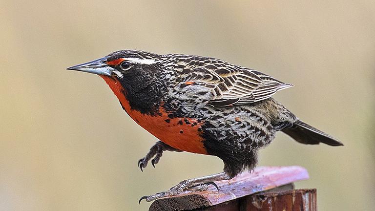 Long-tailed Meadowlark