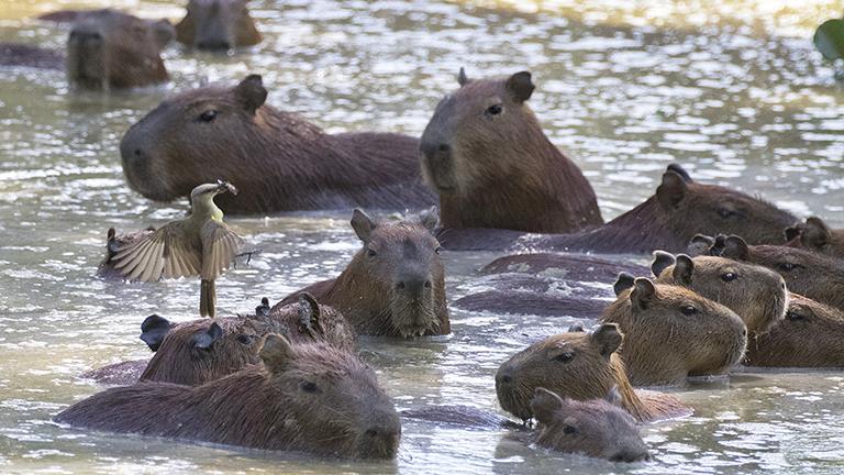 Cattle Tyrant with Capybara friends