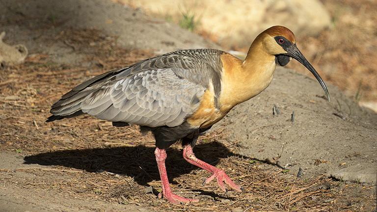 Black-faced Ibis