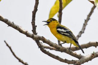 Common Iora Bangkok Thailand